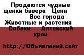 Продаются чудные щенки бивера › Цена ­ 25 000 - Все города Животные и растения » Собаки   . Алтайский край